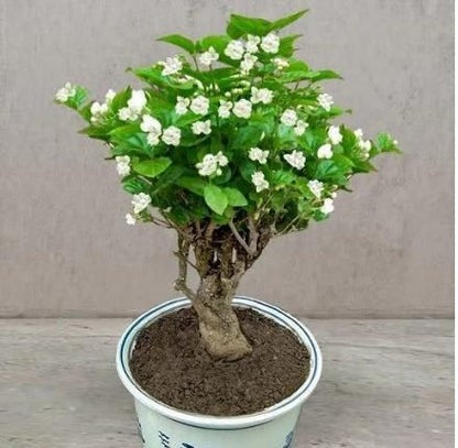 Jasmine Seeds (Pack of 1) with Plant growth serum