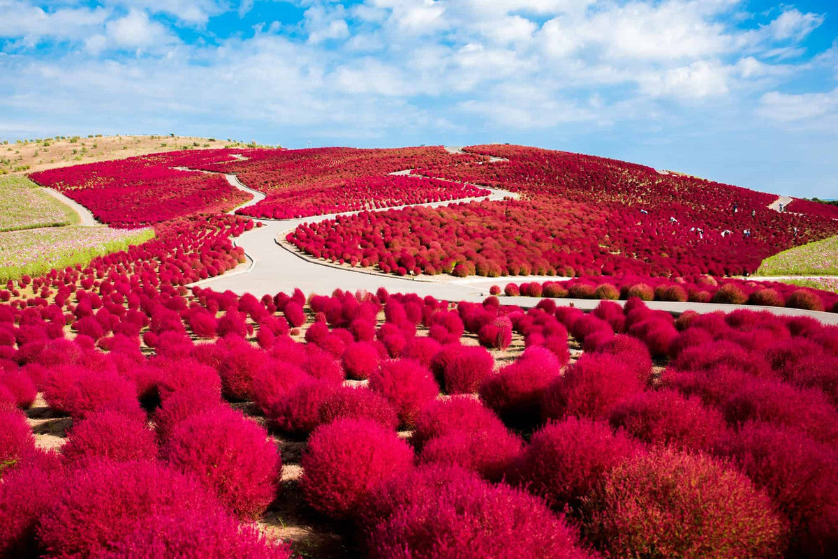 Ornamental Burning Bush Plant Kochia Seeds