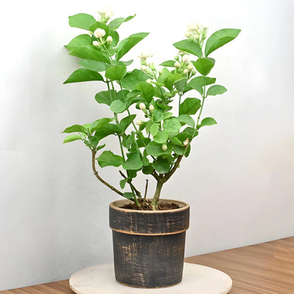 Jasmine Seeds (Pack of 1) with Plant growth serum