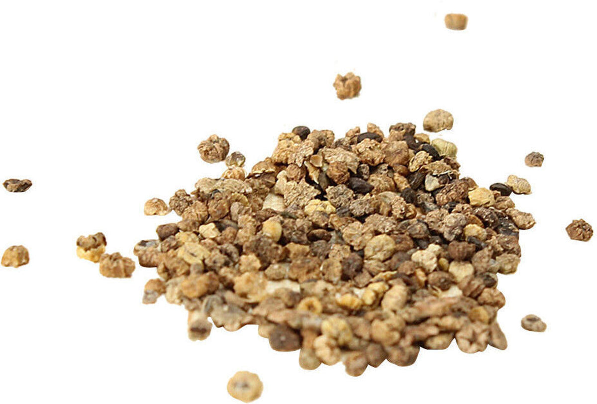 Ornamental Burning Bush Plant Kochia Seeds