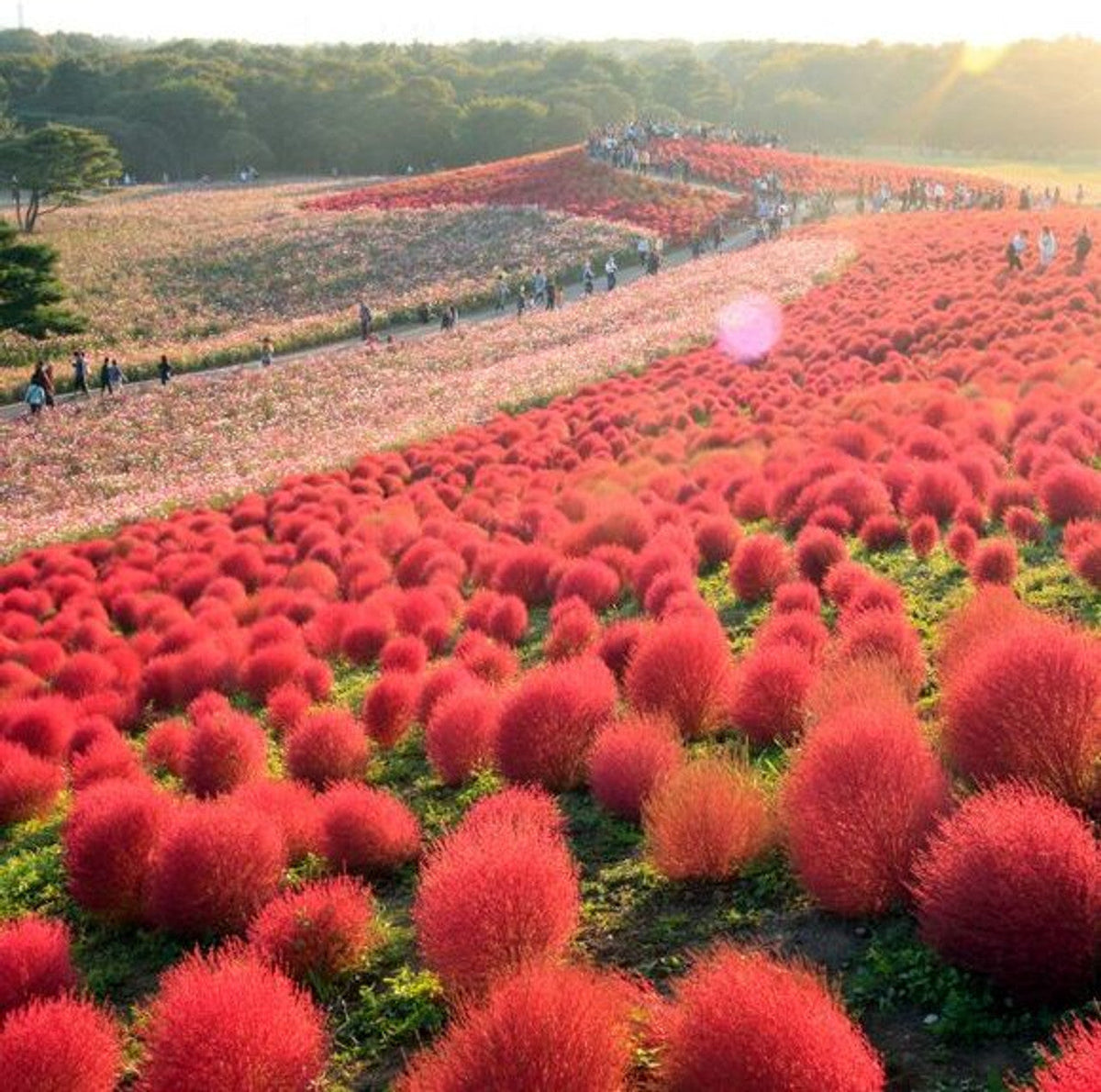 Ornamental Burning Bush Plant Kochia Seeds