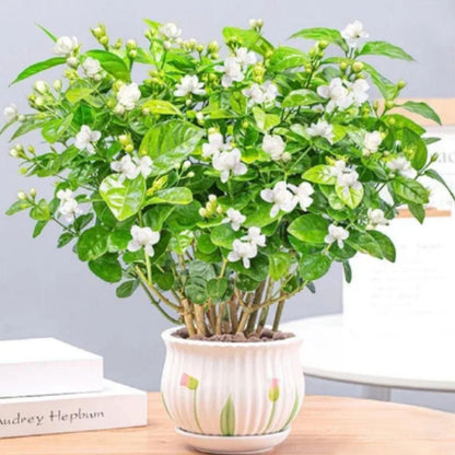 Jasmine Seeds (Pack of 1) with Plant growth serum