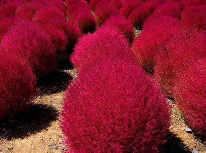 Ornamental Burning Bush Plant Kochia Seeds